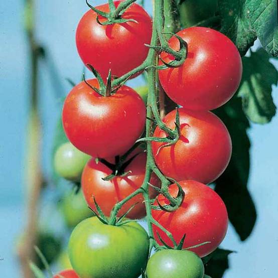 Tomate Fantasio F1 en plants Pot de 10 cm/11cm - Image 2