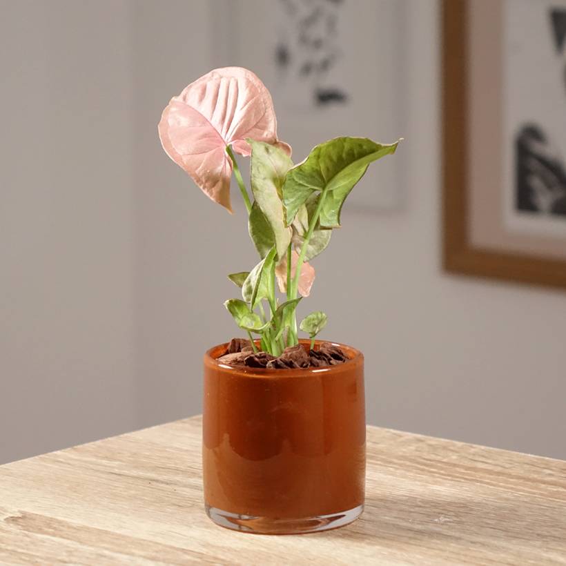 Syngonium Neon Robusta Mini-plante