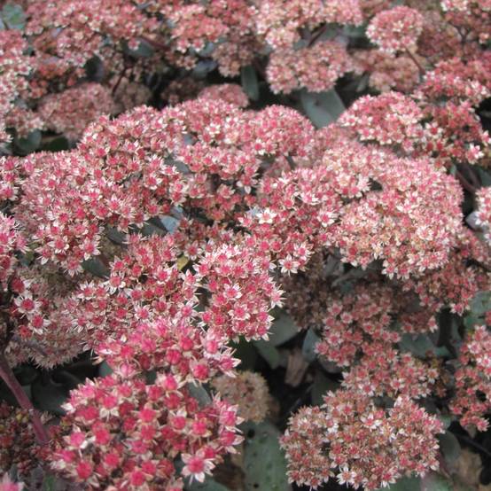 Sedum Yellow Xenox® - Orpin Godet de 8/9 cm