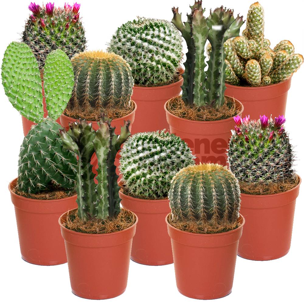 Gardenersdream - Ensemble Cactus Et Plantes Grasses Naturelles Gardenersdream - Assortiment De 10 Plantes Succulentes Naturelles - Idéal Pour Maisons Et Bureaux - Imagen 1