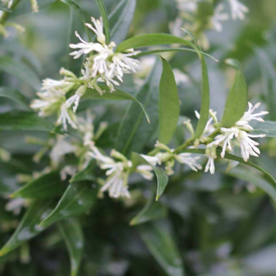 Promesse de Fleurs - Sarcococca Dragon's gate Pot de 3L/4L