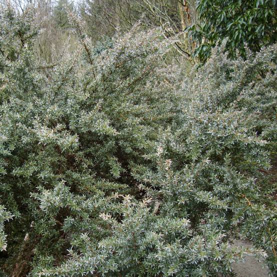 Promesse de Fleurs - Leptospermum Silver Sheen - Arbre à thé laineux Pot de 2L/3L - Image 1