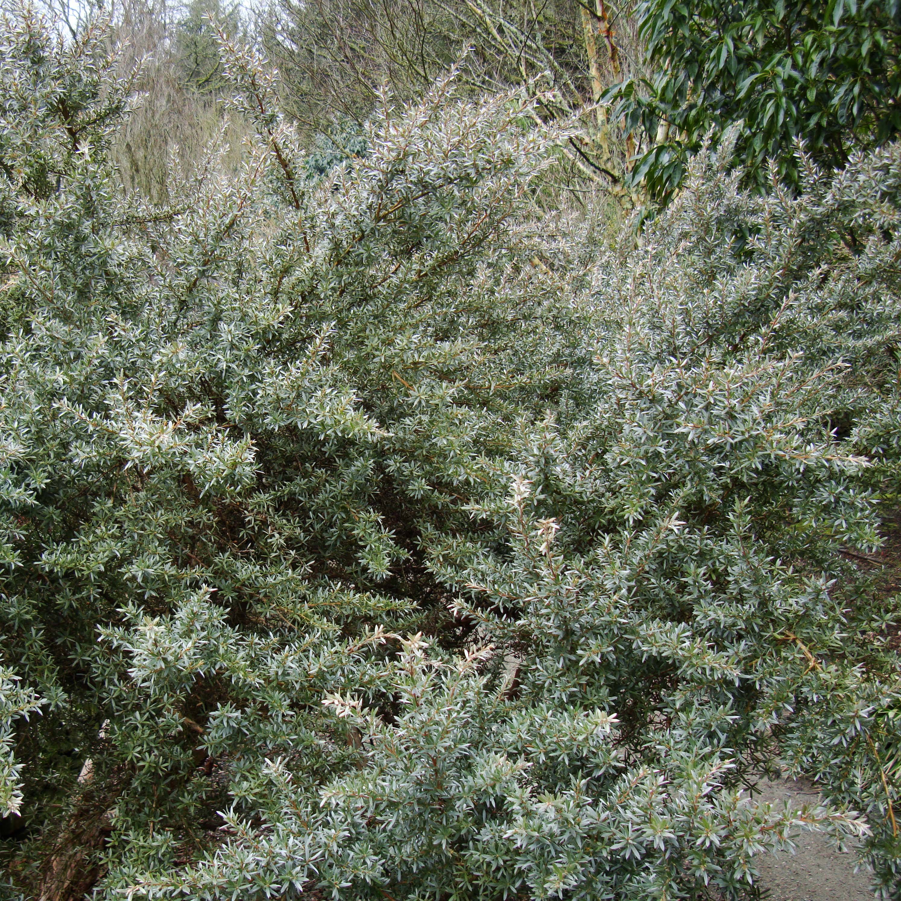 Promesse de Fleurs - Leptospermum Silver Sheen - Arbre à thé laineux Pot de 2L/3L