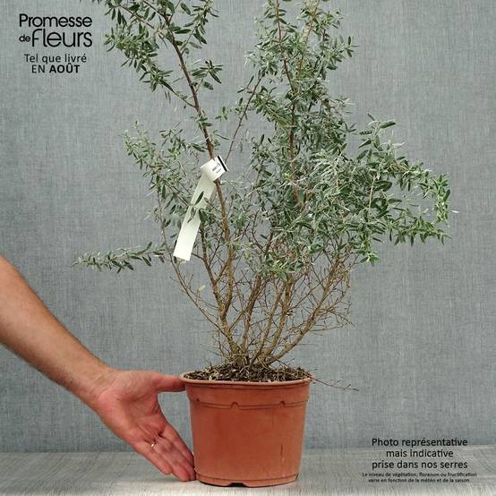 Promesse de Fleurs - Leptospermum Silver Sheen - Arbre à thé laineux Pot de 2L/3L - Image 2