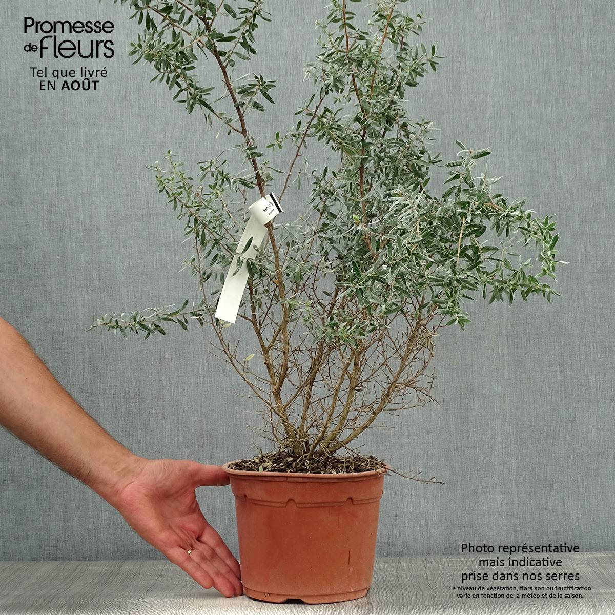 Promesse de Fleurs - Leptospermum Silver Sheen - Arbre à thé laineux Pot de 2L/3L - Image 2