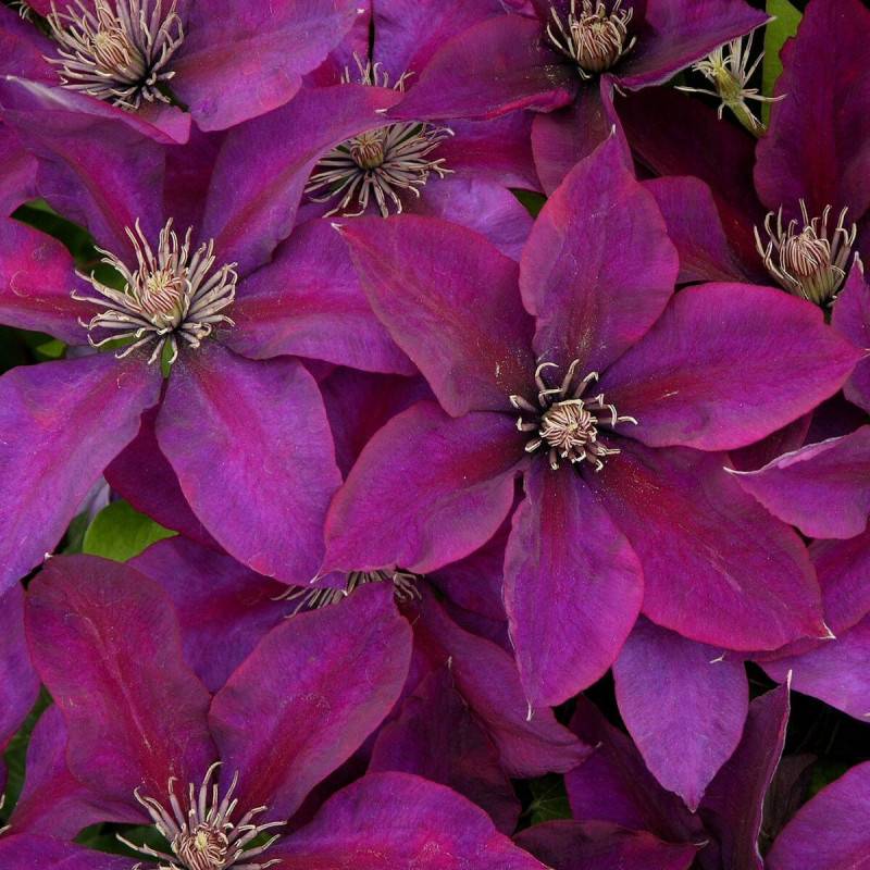 Clématite Picardy™ 'Evipo024' à fleurs Rouge - feuillage Caduc - Pot de 1,5L - Tuteur bambou 30/60 cm-  hauteur à maturité De 1,00 m à 1,50 m - Image 5