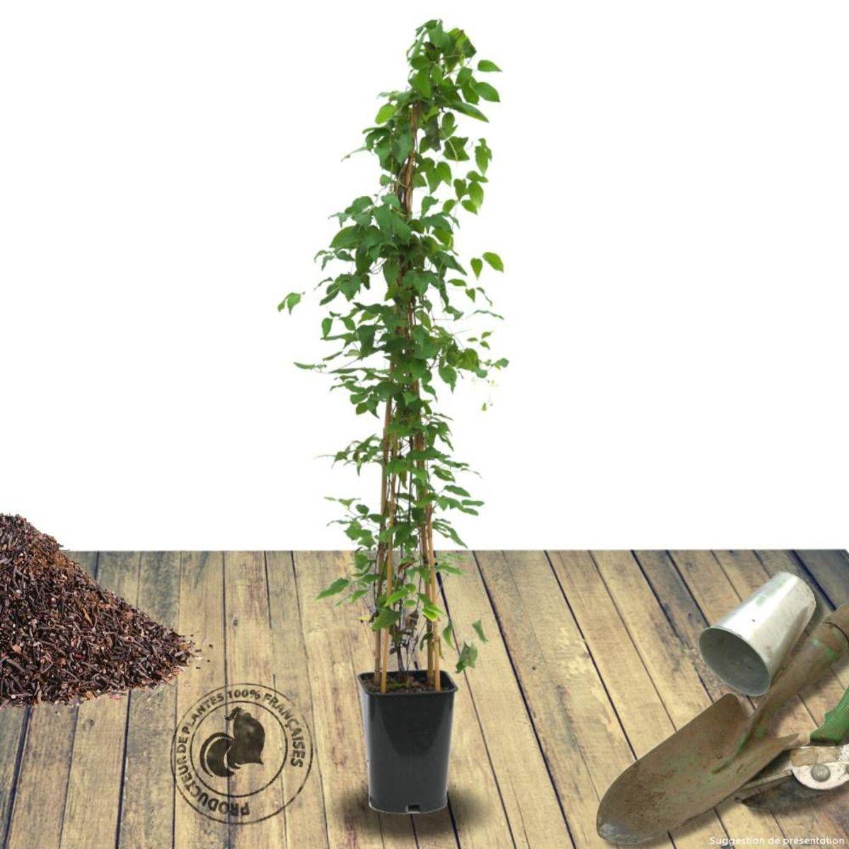 Clématite Picardy™ 'Evipo024' à fleurs Rouge - feuillage Caduc - Pot de 1,5L - Tuteur bambou 30/60 cm- hauteur à maturité De 1,00 m à 1,50 m - Image 9