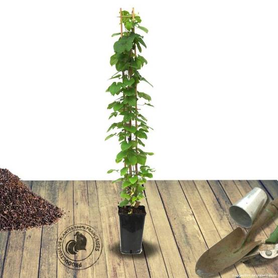 Clématite Picardy™ 'Evipo024' à fleurs Rouge - feuillage Caduc - Pot de 1,5L - Tuteur bambou 30/60 cm- hauteur à maturité De 1,00 m à 1,50 m - Image 8