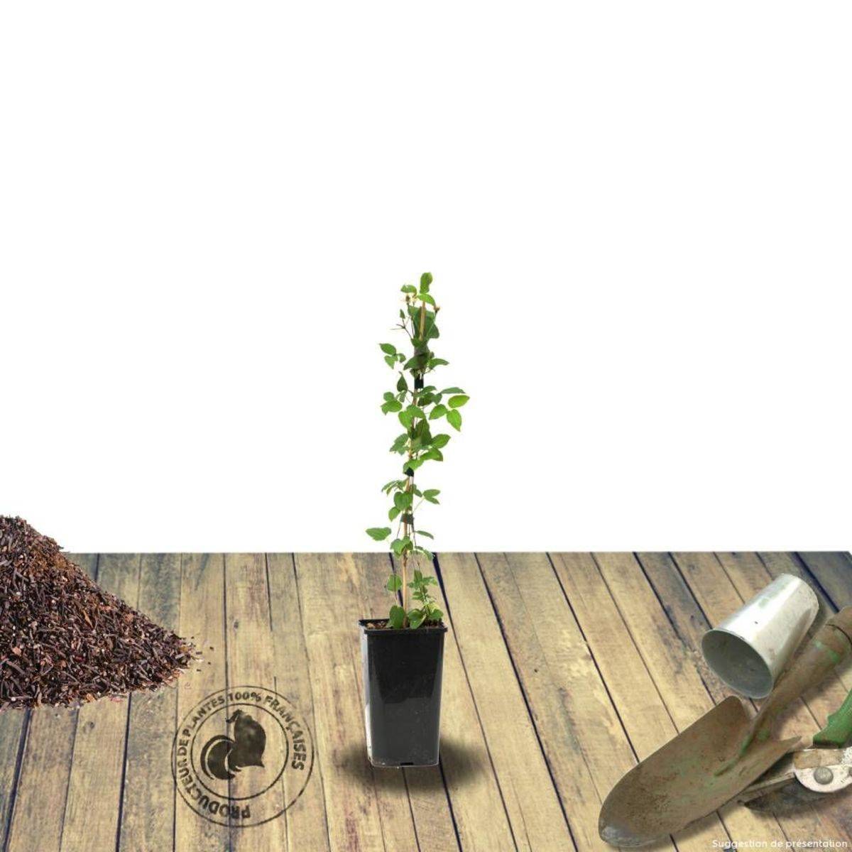 Clématite Picardy™ 'Evipo024' à fleurs Rouge - feuillage Caduc - Pot de 1,5L - Tuteur bambou 30/60 cm- hauteur à maturité De 1,00 m à 1,50 m - Image 7
