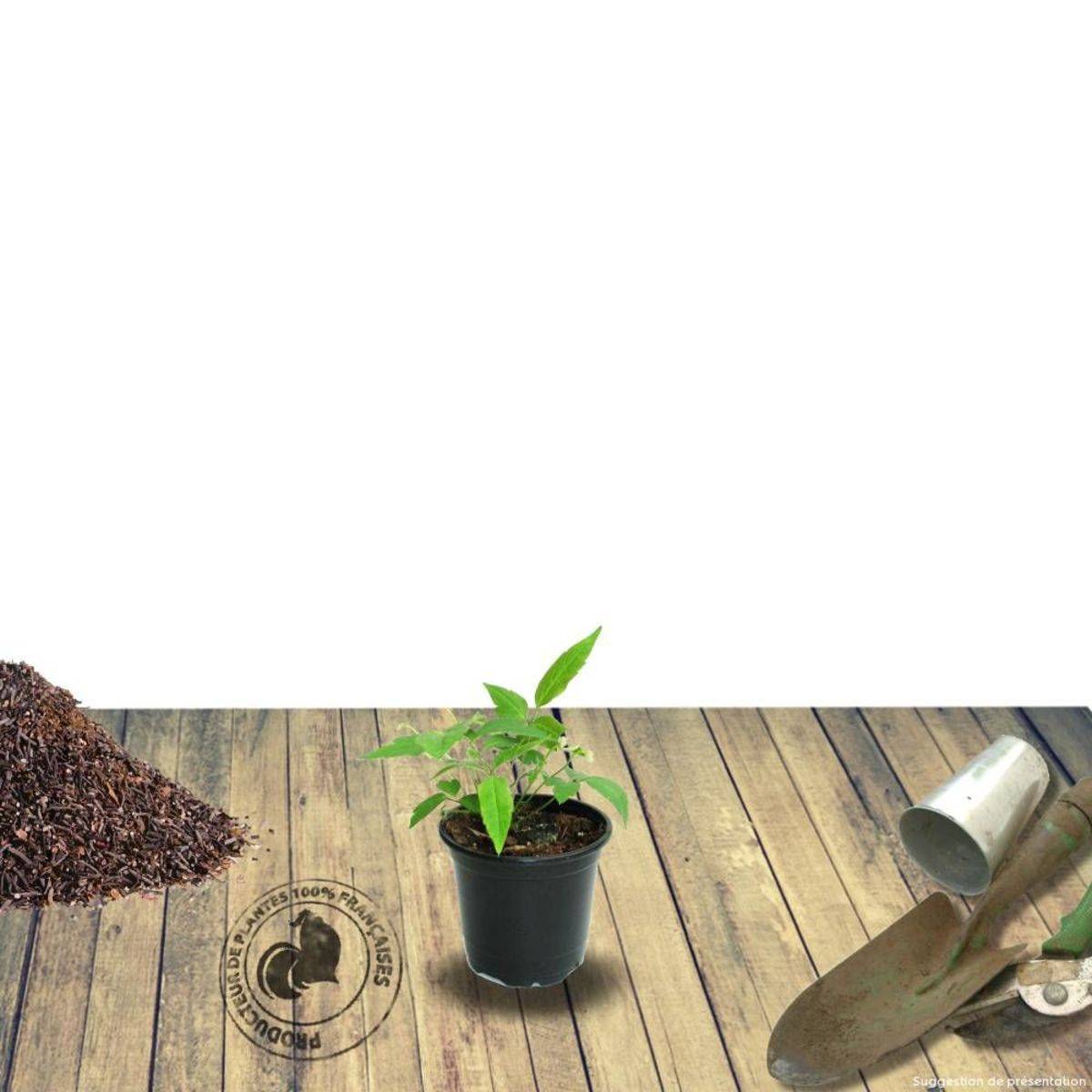 Clématite Picardy™ 'Evipo024' à fleurs Rouge - feuillage Caduc - Pot de 1,5L - Tuteur bambou 30/60 cm-  hauteur à maturité De 1,00 m à 1,50 m - Image 6