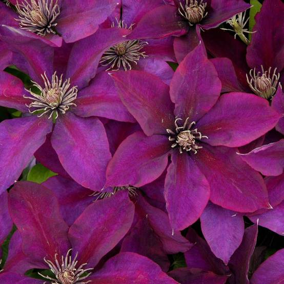 Clématite Picardy™ 'Evipo024' à fleurs Rouge - feuillage Caduc - Pot de 1,5L - Tuteur bambou 30/60 cm- hauteur à maturité De 1,00 m à 1,50 m - Image 1