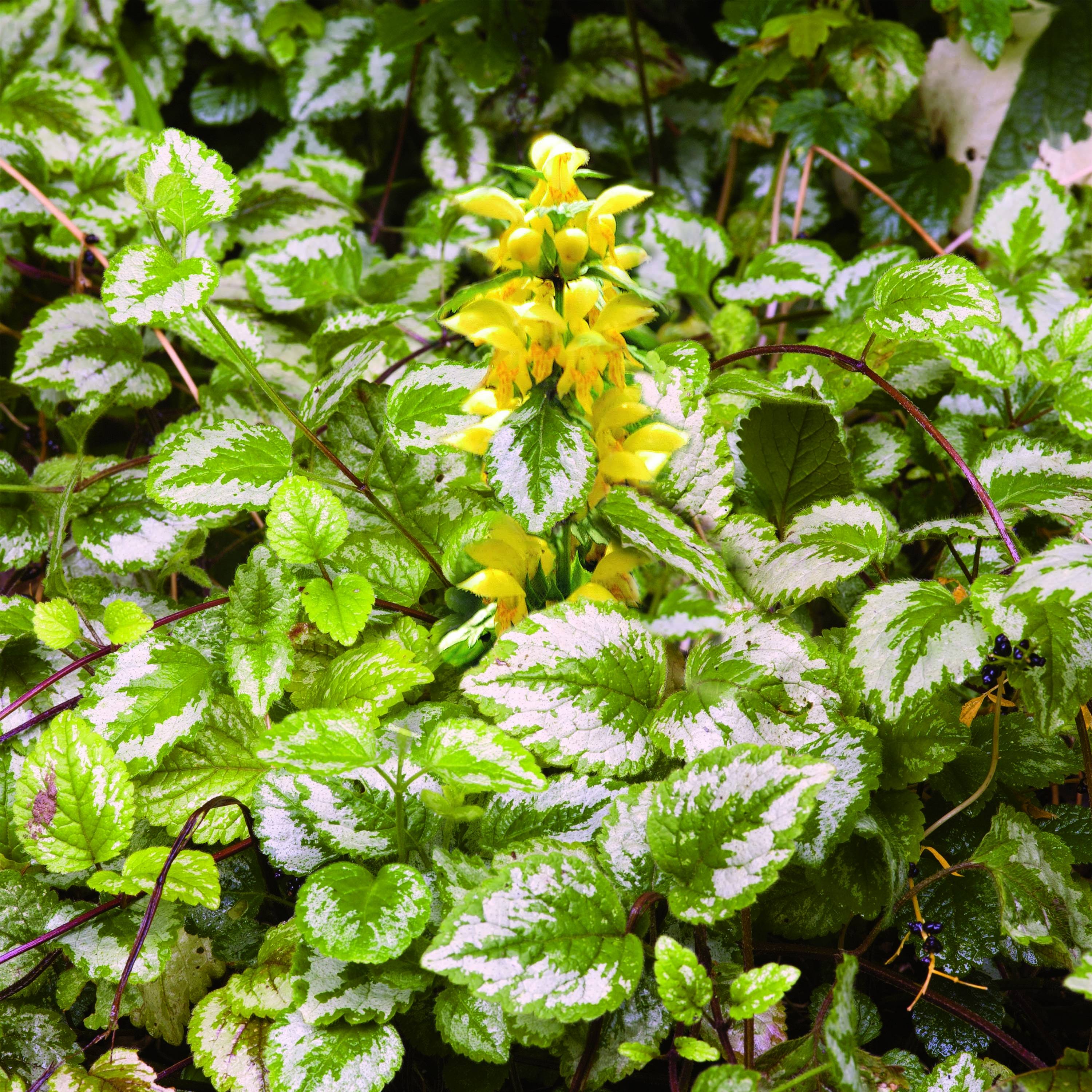 Lamiastrum ou Lamium galeobdolon - Ortie jaune Godet de 8/9 cm