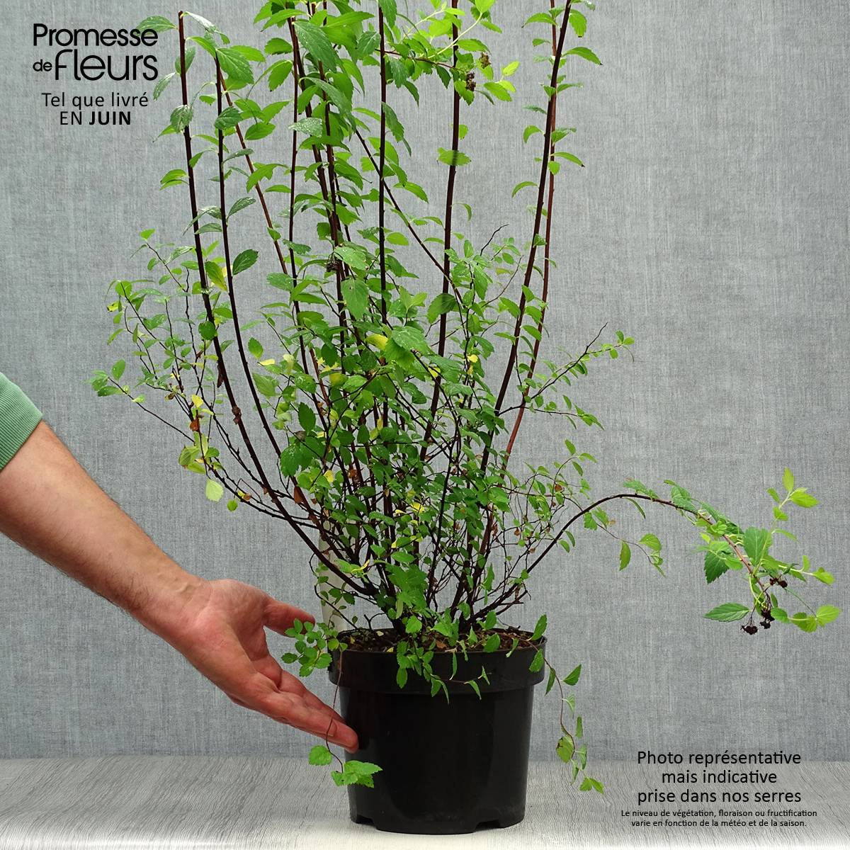 Spirée japonaise Sparkling Champagne - Spiraea japonica  Pot de 3L/4L - Image 2