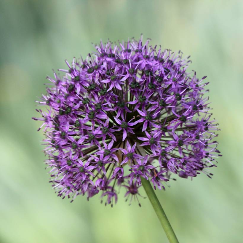 Promesse de Fleurs - Ail d'ornement - Allium Statos Bulbe calibre 12/14 (par 3)