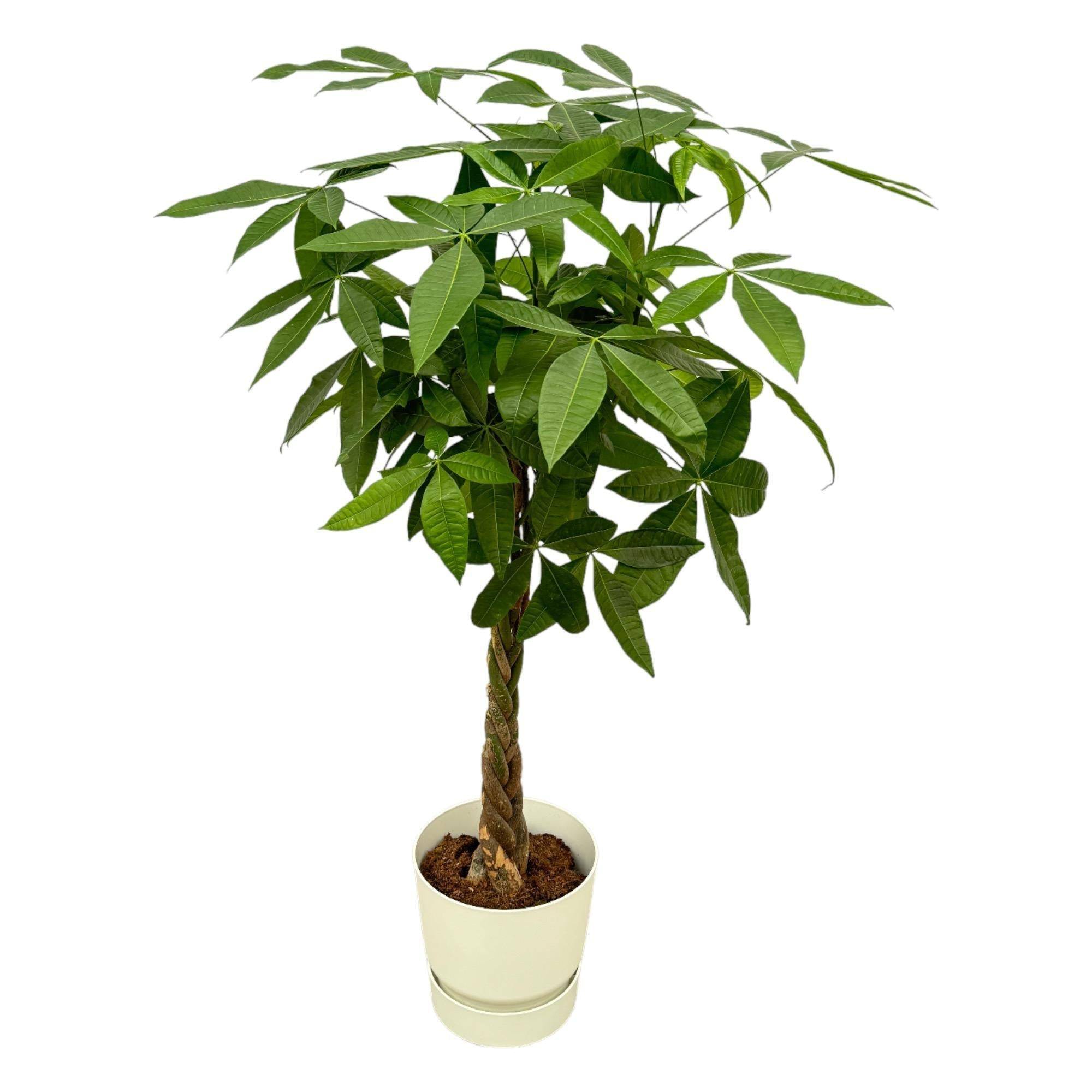 La Green Touch - Pachira Aquatica et son pot- La Green Touch Blanc + Reservoir - Hauteur 160cm