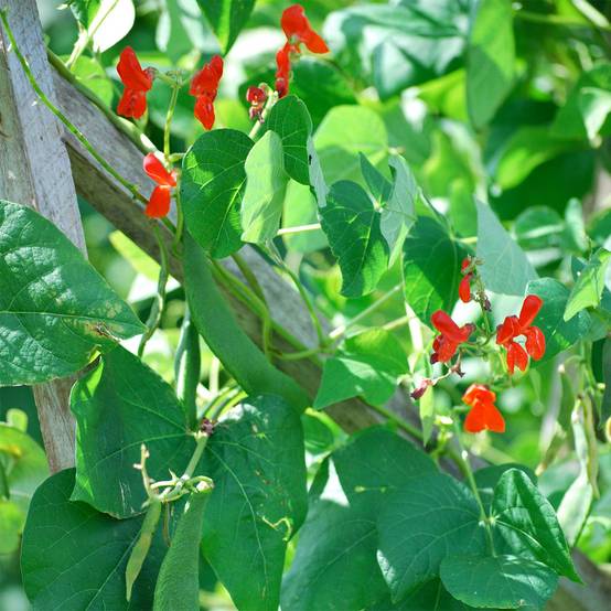 Haricot d'Espagne Scarlet Emperor Bio - Ferme de Sainte Marthe le sachet de 10 graines environ