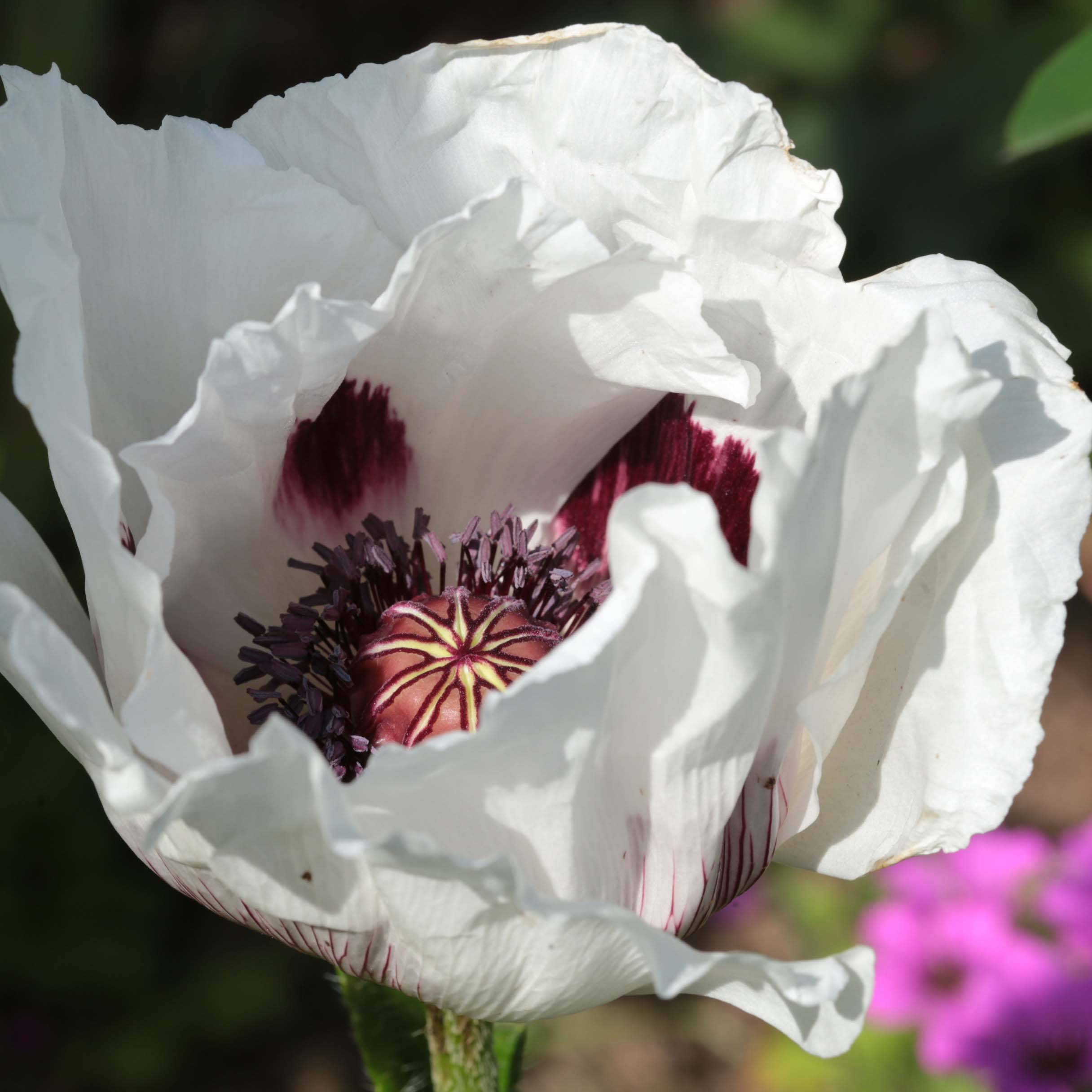 Promesse de Fleurs - Pavot d'Orient Perry's White - Papaver orientale Godet de 8/9 cm