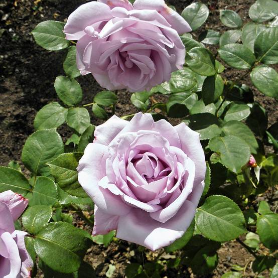 Rosier à grandes fleurs Blue Girl Pot de 4L/5L