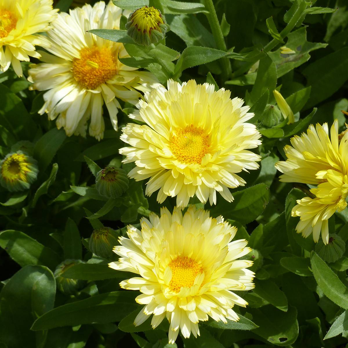 Promesse de Fleurs - Graines de Souci Double Lemon - Calendula officinalis le sachet de 100 graines environ (0,8g)