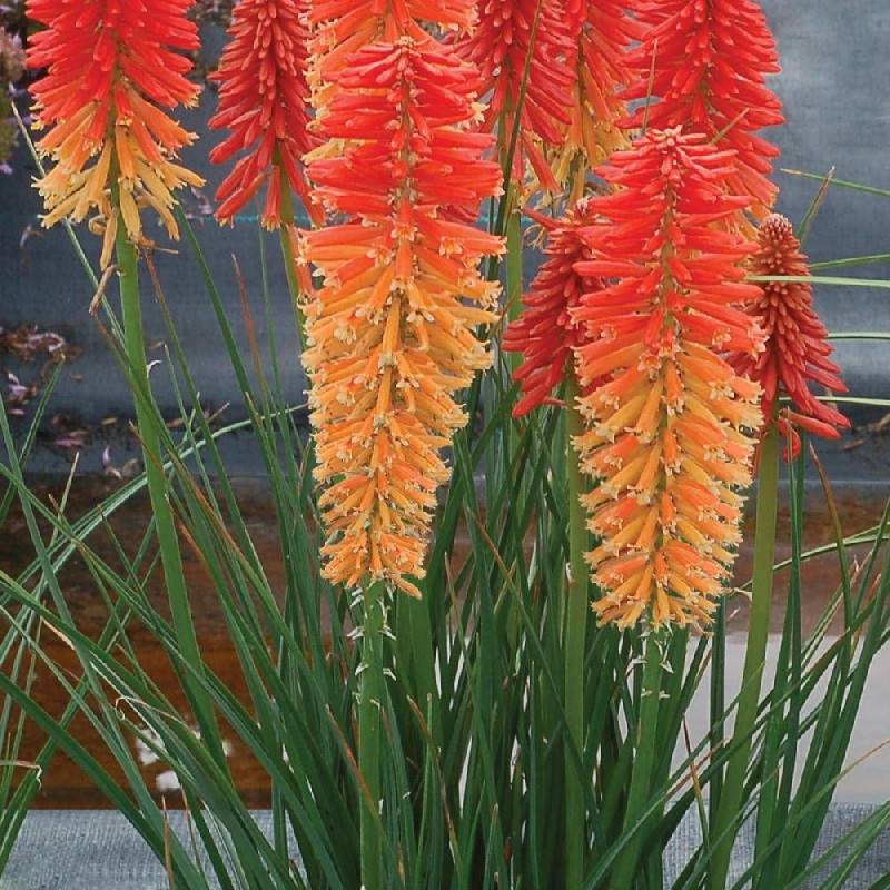 Kniphofia, Tison de Satan Poco Sunset® à fleurs Orange/Rouge - feuillage Caduc - Godet - 5/20 cm - Imagen 2