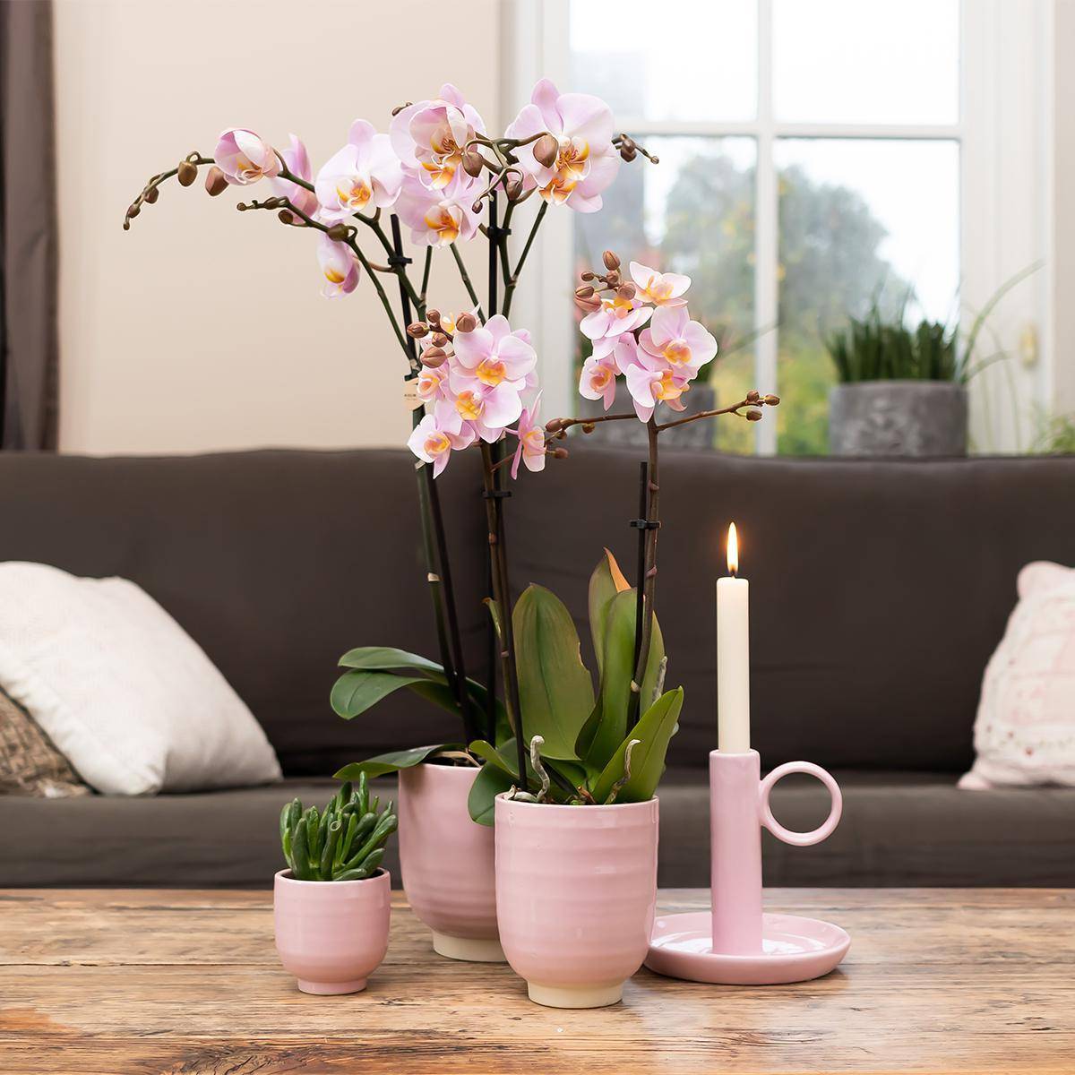 La Green Touch - Orchidée Phalaenopsis rose d'intérieur sans pot 55cm - Plante d'intérieur- La Green Touch - Imagen 2
