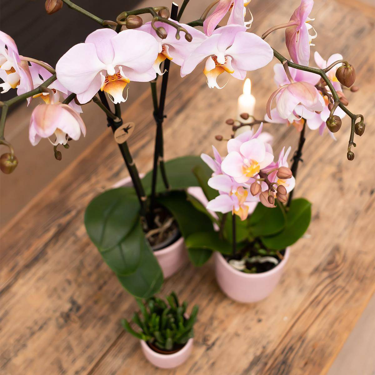 La Green Touch - Orchidée Phalaenopsis rose d'intérieur sans pot 55cm - Plante d'intérieur- La Green Touch - Imagen 3