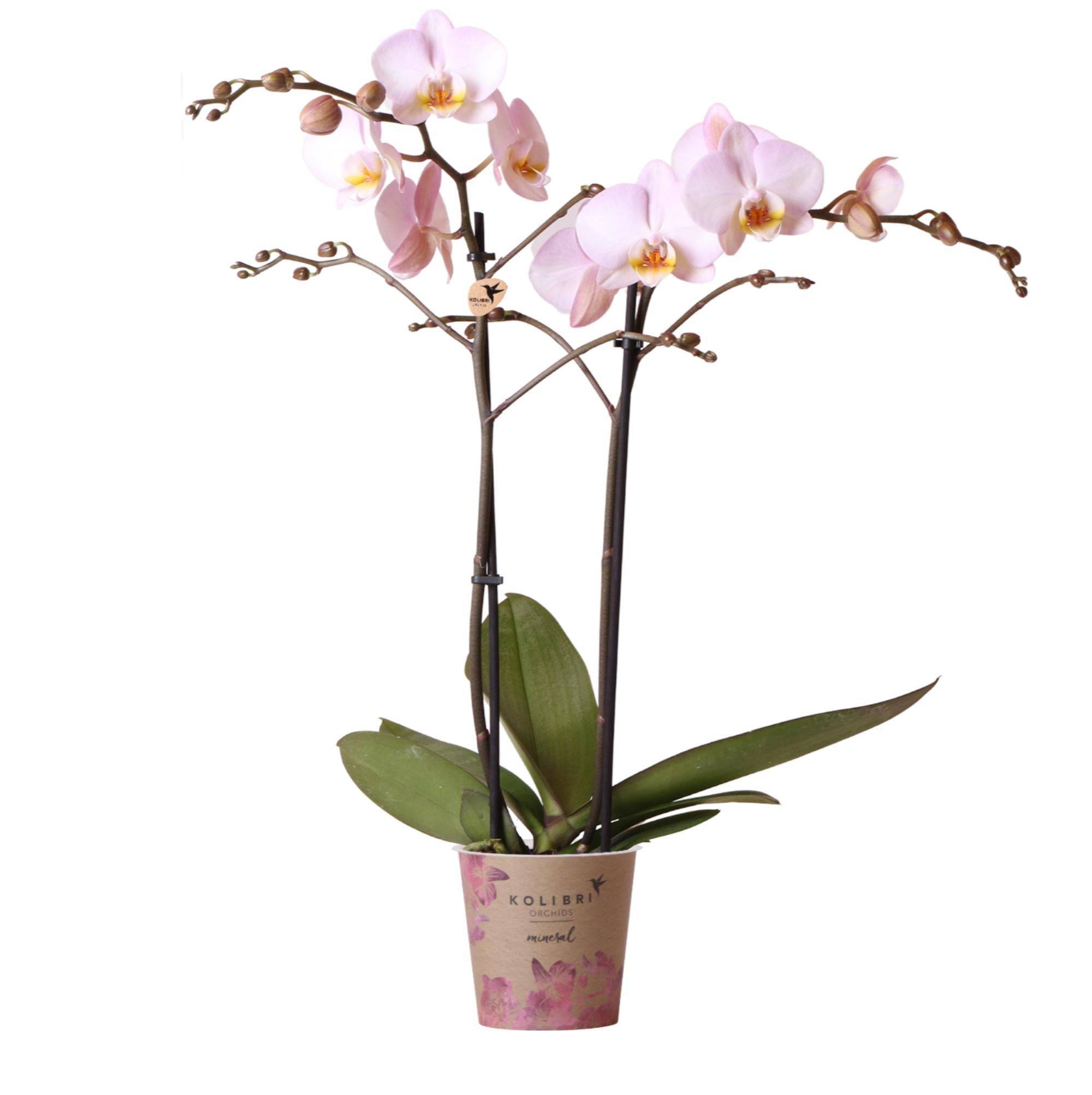 La Green Touch - Orchidée Phalaenopsis rose d'intérieur sans pot 55cm - Plante d'intérieur- La Green Touch - Imagen 1