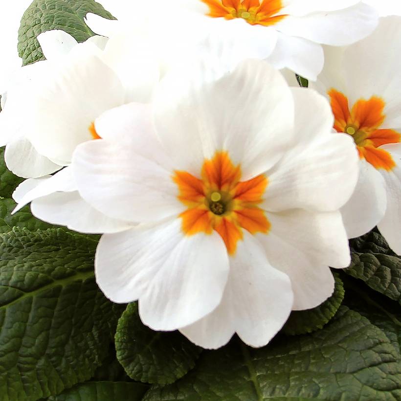 Promesse de Fleurs - Primevère Rambo F1 White - Primula acaulis Mini-motte Ø 1,5/2,5 cm (par 5)