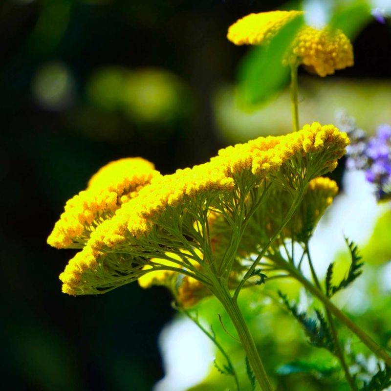 3 Achillées Tomenteuse 'Aurea' (Achillea Tomentosa) - Lot de 3 vivaces - Pépinières Naudet - Imagen 1