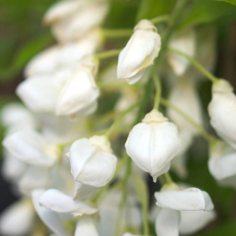 Glycine soyeuse White Silk à fleurs Blanche - feuillage Caduc - Pot de 2L - Tuteur bambou 60/90 cm-  hauteur à maturité De 5,00 m à 10,00 m - Imagen 5