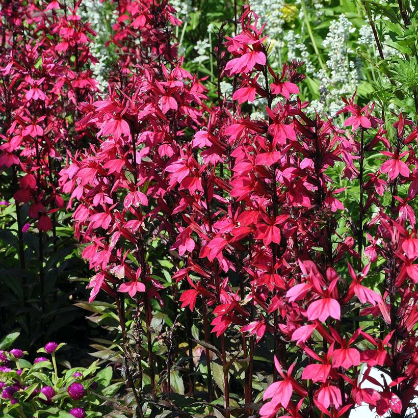 Lobelia speciosa Russian Princess - Lobélie hybride Godet de 8/9 cm