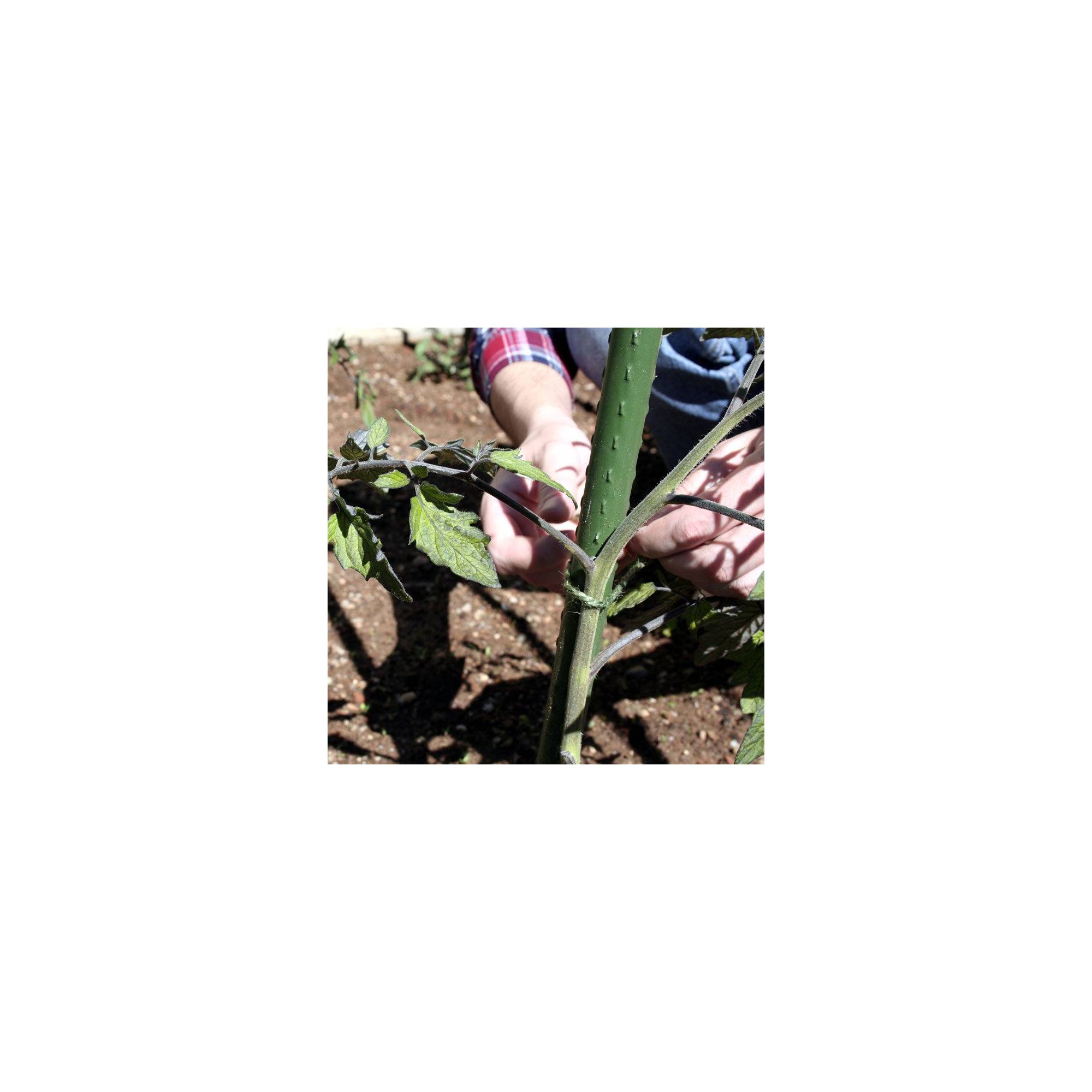 Sans Marque - Lot de 10 tuteurs pour plantes et légumes - En fer - Hauteur : 180 cm - Image 3
