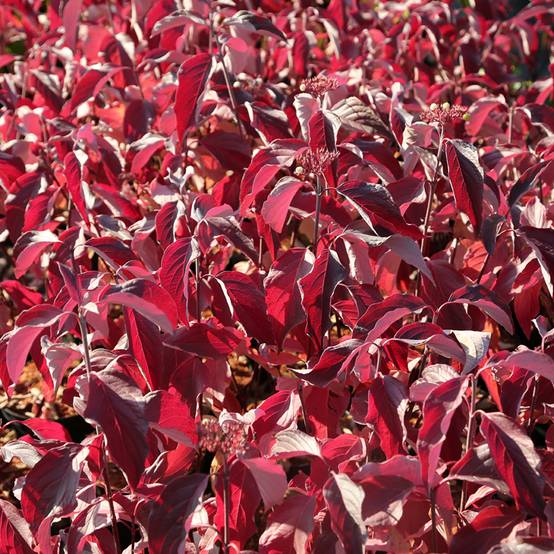 Cornus sericea Farba - Cornouiller stolonifère Pot de 3L/4L