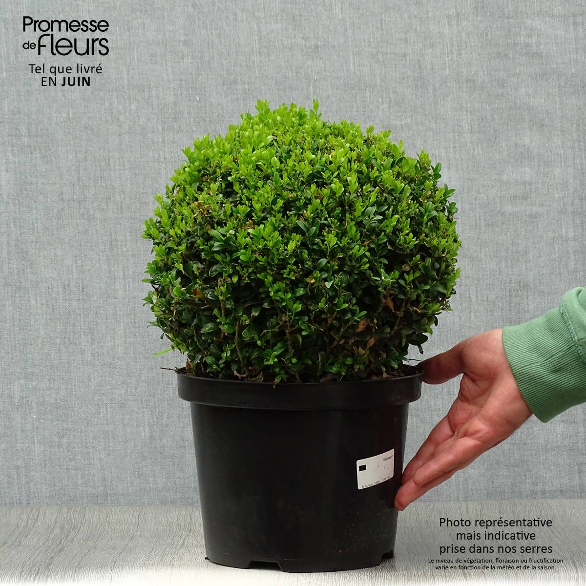 Buis boule - Buxus sempervirens Pot de 4L/5L, Boule - Image 2