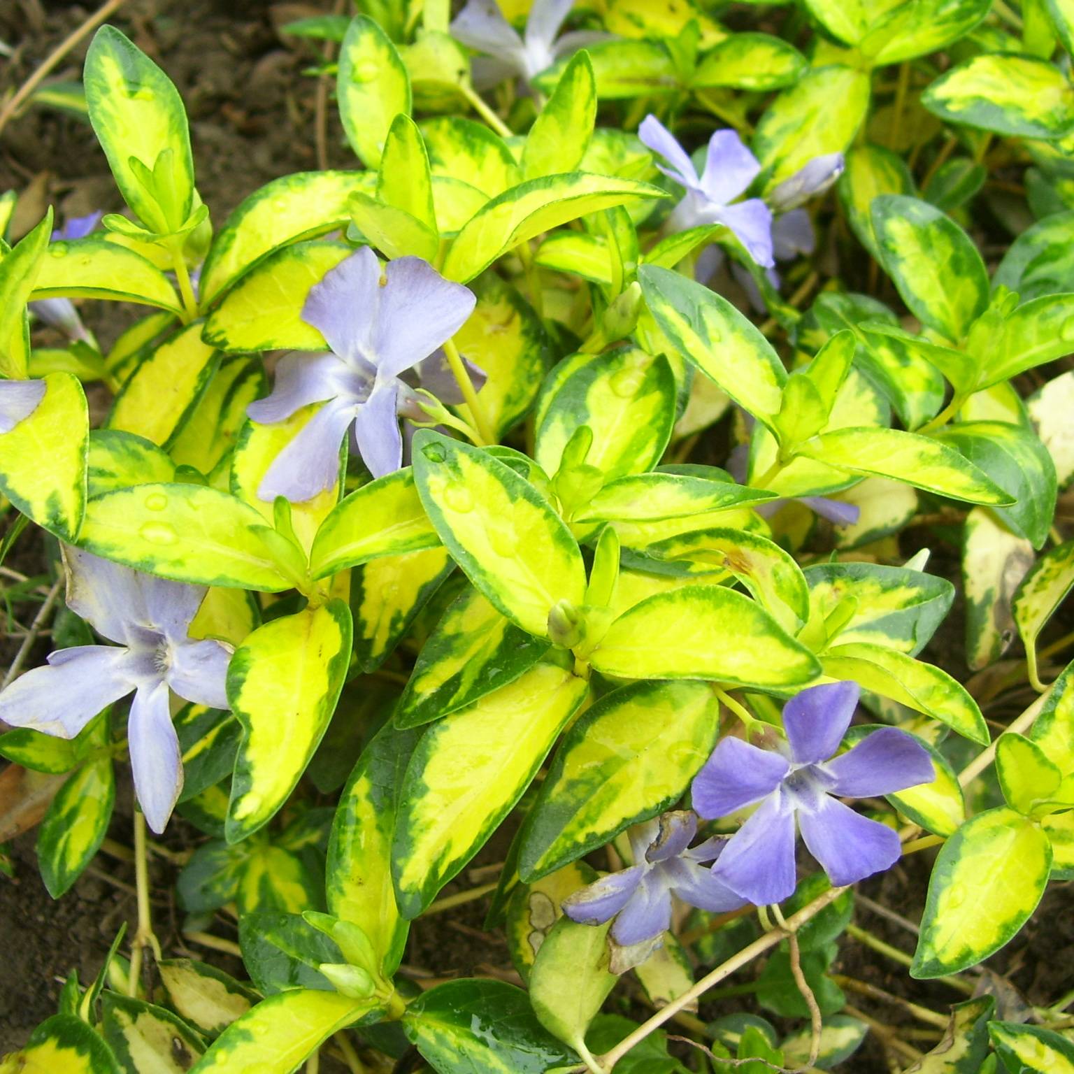 Vinca minor Illumination - Pervenche panachée à petites fleurs Godet de 8/9 cm