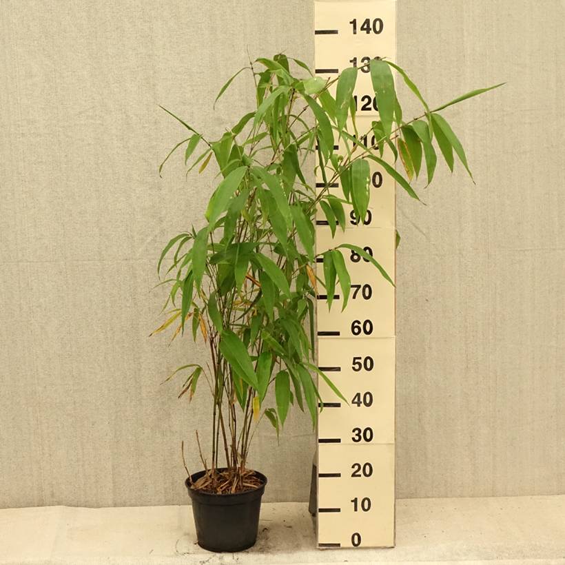 Promesse de Fleurs - Phyllostachys parvifolia - Bambou géant Pot de 12L/15L - Image 2
