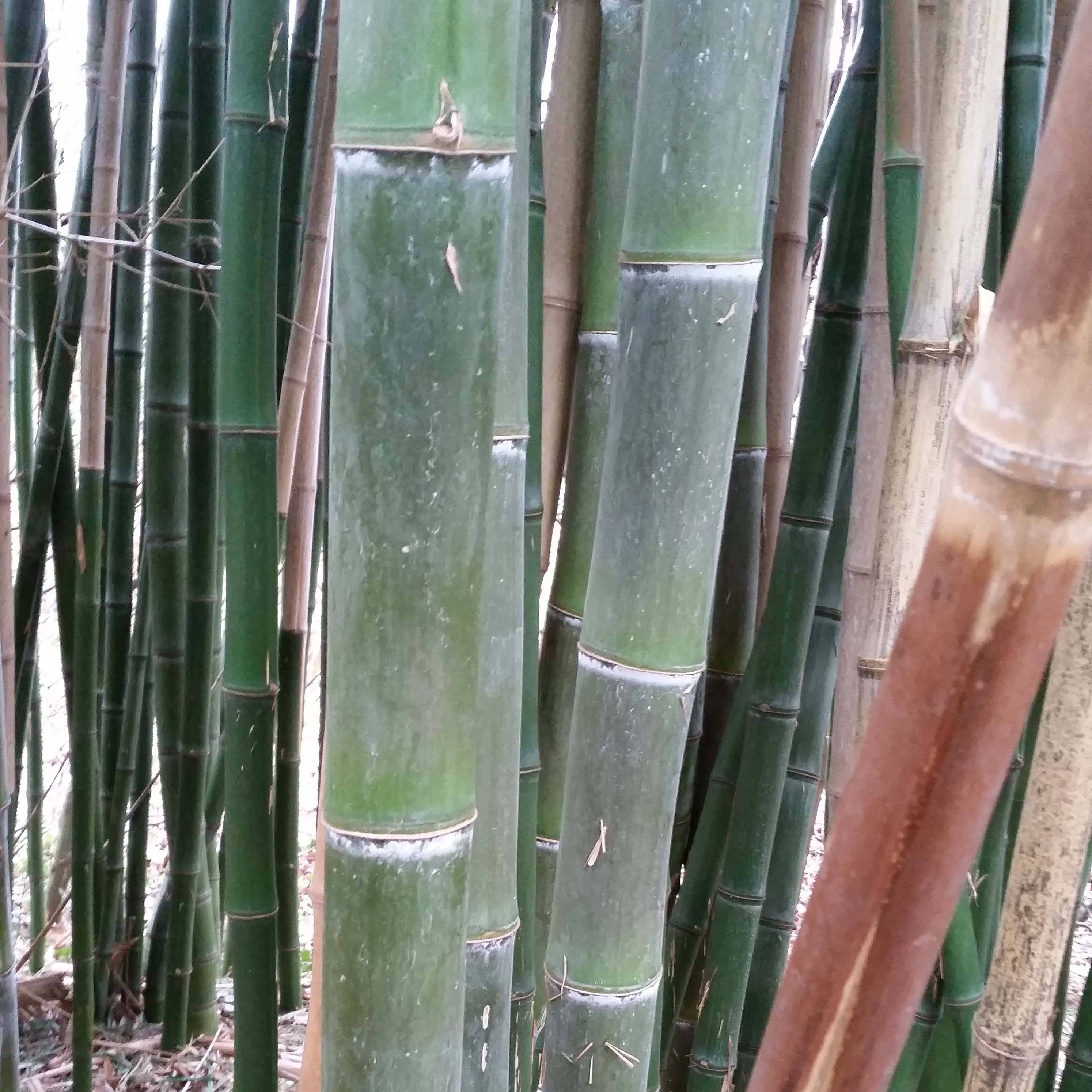 Promesse de Fleurs - Phyllostachys parvifolia - Bambou géant Pot de 12L/15L
