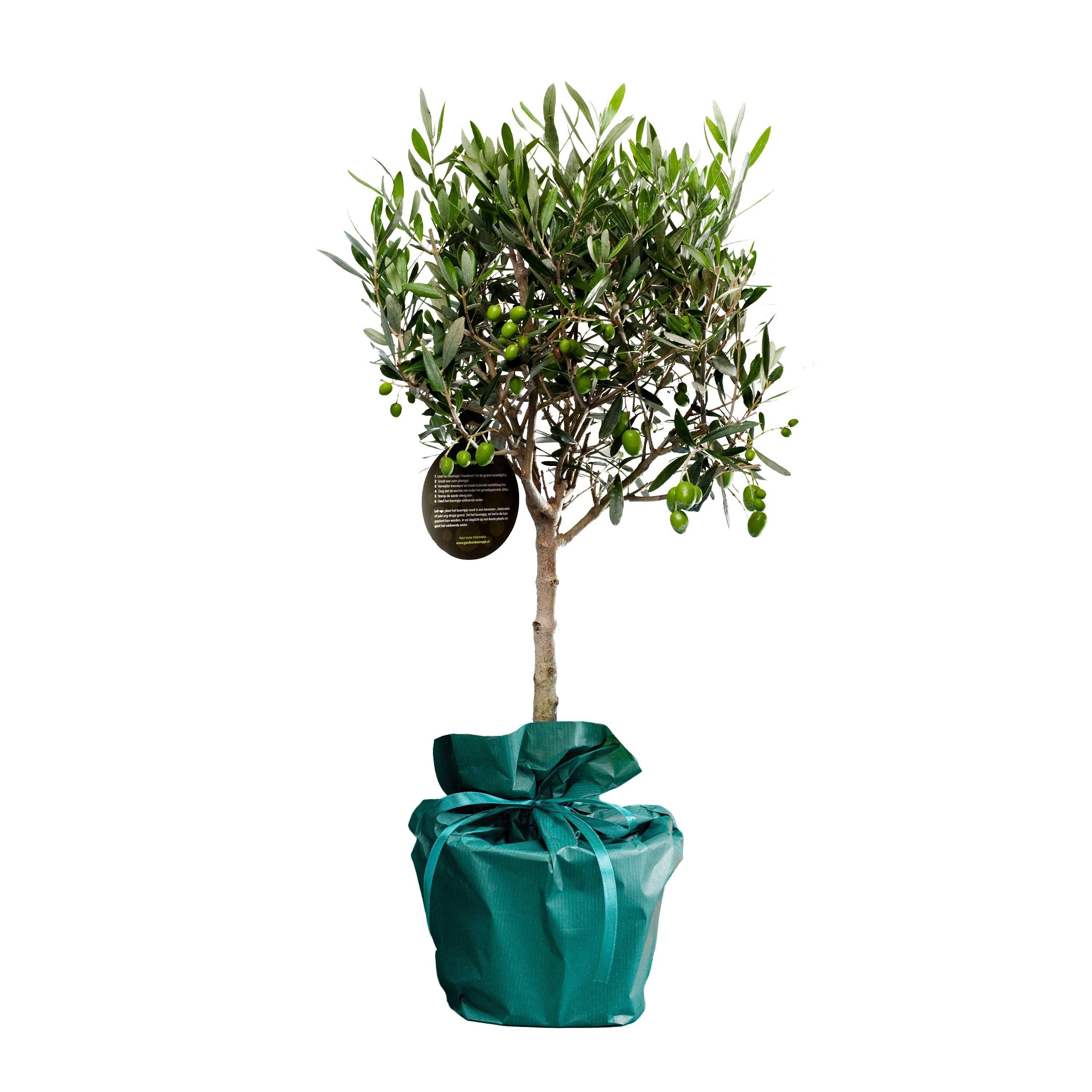 Offrir un beau Olivier à planter, un cadeau original, symbolique et durable, livré à l'adresse de votre choix dans un bel emballage cadeau. - Image 1