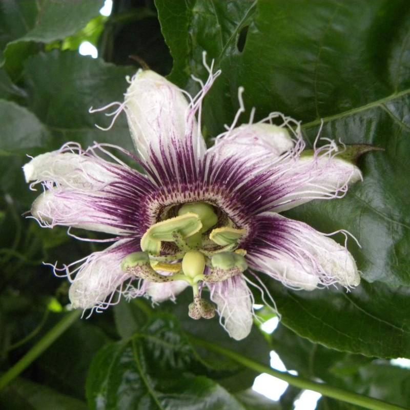 Passiflore edulis à fleurs Blanche - feuillage Caduc - Godet - 5/20 cm-  hauteur à maturité De 2,00 m à 2,50 m - Imagen 4
