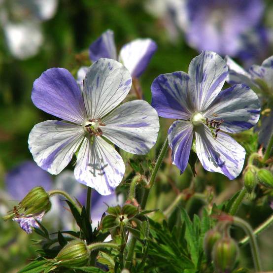 Promesse de Fleurs - Géranium vivace pratense Splish Splash - Géranium des prés Godet de 8/9 cm