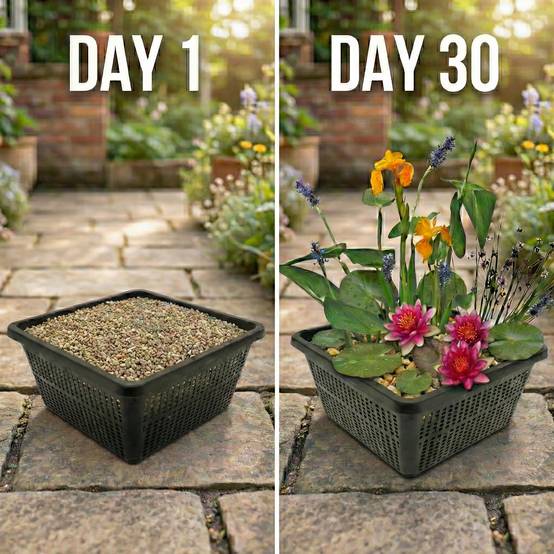 0 - Mini Plantes Bassin Set Rouge - 4 Plantes Panier Substrat Engrais - Image 3