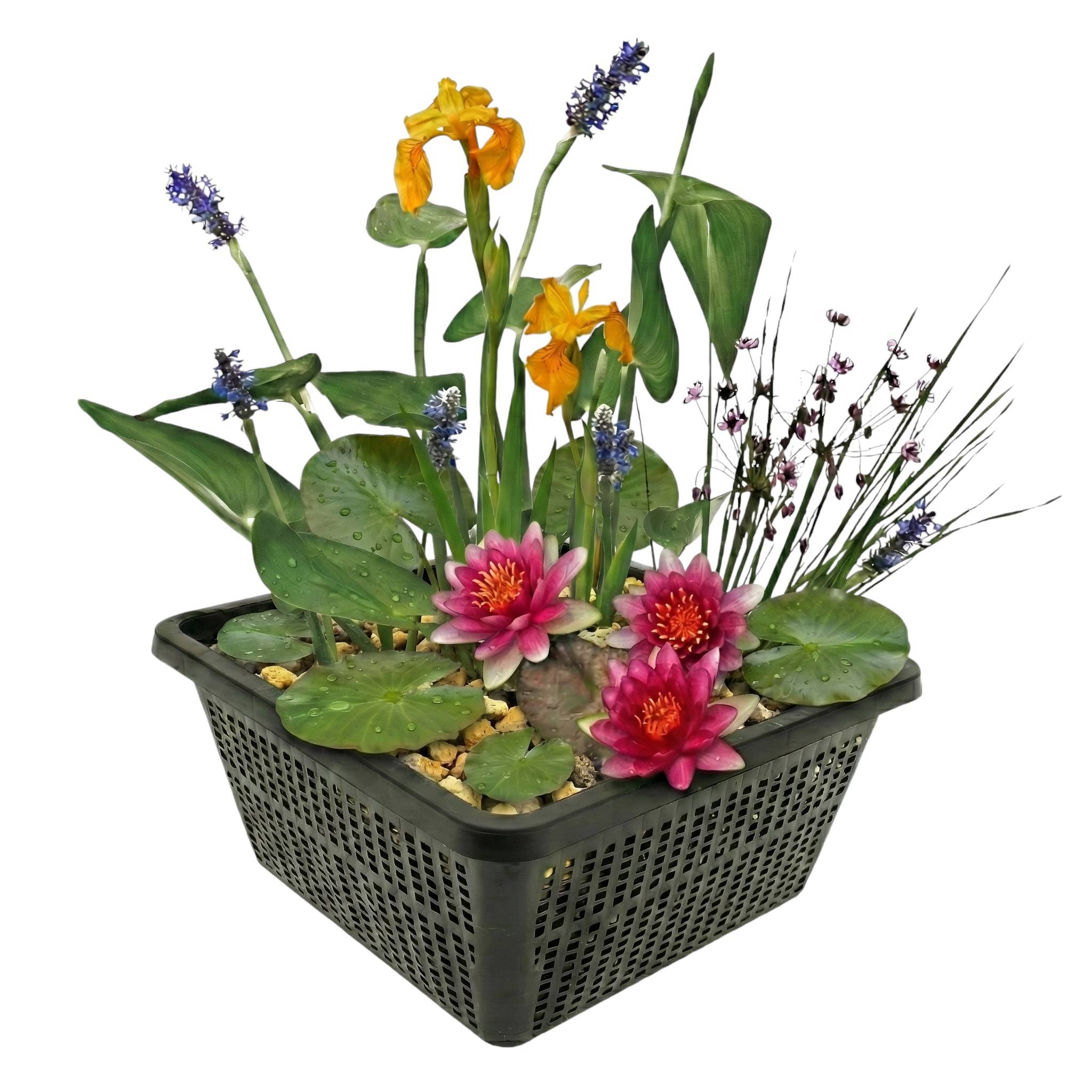 0 - Mini Plantes Bassin Set Rouge - 4 Plantes Panier Substrat Engrais - Image 1