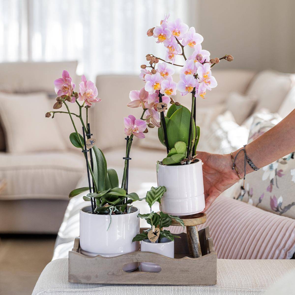 La Green Touch - Orchidée Andorra et son pot- La Green Touch Blanc - Hauteur 35cm - Imagen 2