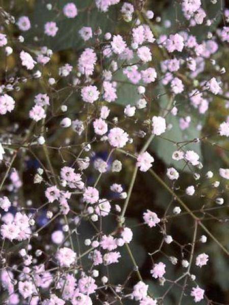 Gypsophila Rosenschleier - Gypsophile Rosy Veil Godet de 8/9 cm