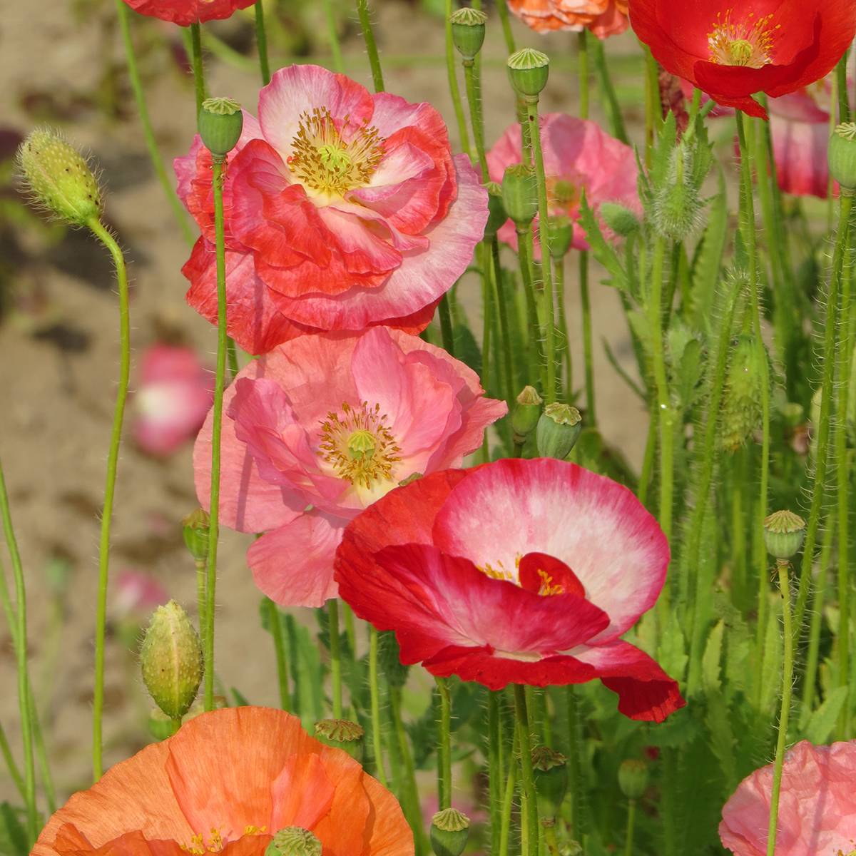 Promesse de Fleurs - Graines de Coquelicot Shirley Mix BIO le sachet de 2550 graines environ (0,4g)