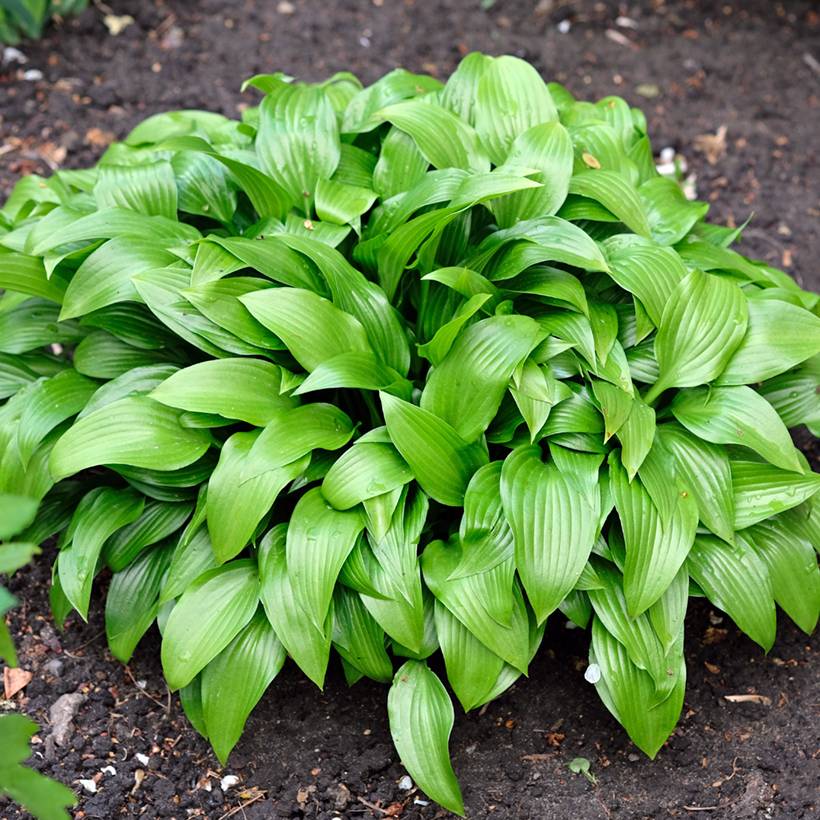 Hosta clausa var. normalis Godet de 8/9 cm