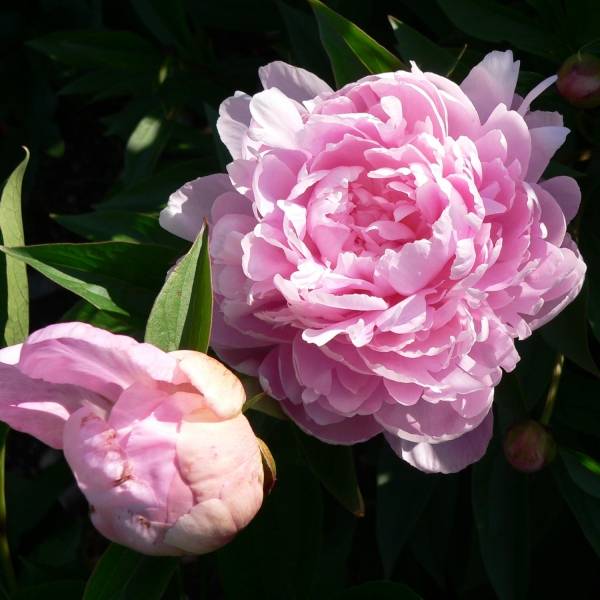 Pivoine lactiflora Sarah Bernhardt Pot de 3L/4L