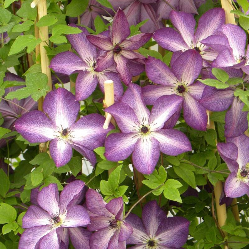 Clématite viticella Venosa à fleurs Violette/ - feuillage Caduc - Godet - 5/20 cm - Imagen 1