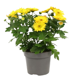 Fleuron D'Anjou - Chrysantheme multifleur pot 12 - Image 1