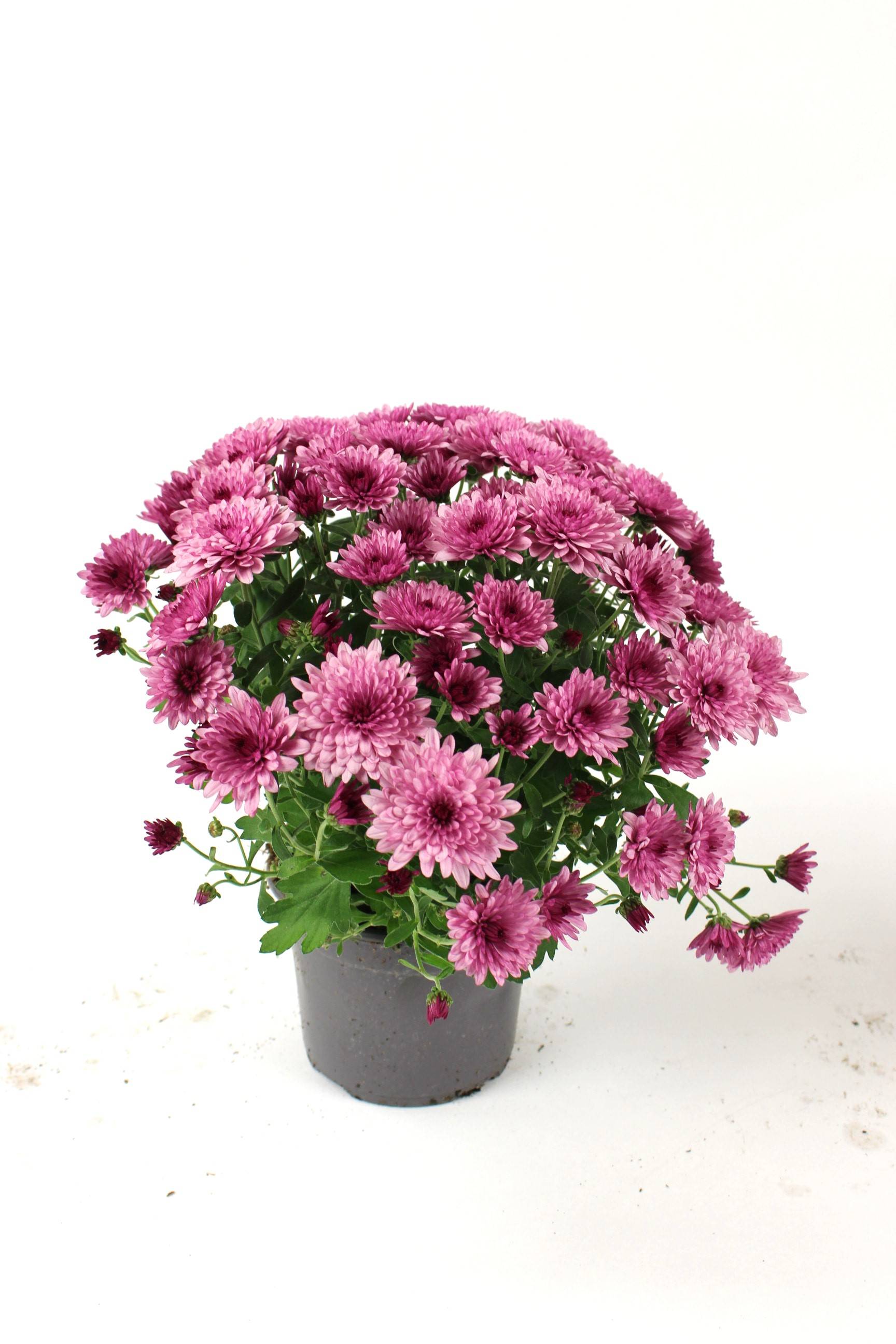 Fleuron D'Anjou - Chrysantheme multifleur pot 12 - Image 3